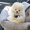 animal, car_interior, car_seat, comfort, cozy, cute, dog, fluffy, fur, indoors, pet_bed, pet_harness, pomeranian, puppy, resting, seat, small, sunlight, travel, white