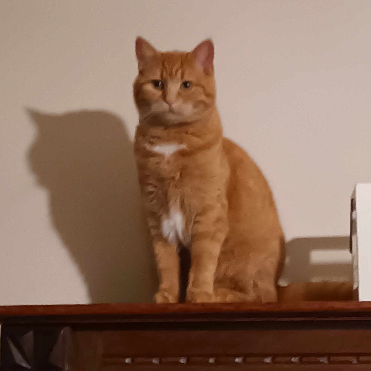 Paquito