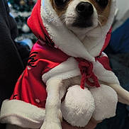 Ti Cœur participe au concours pour gagner de l'argent avec cette photo : animal, blurred_background, canine, chihuahua, christmas_tree, clothing, cute, decorations, dog, fur, hand, holiday, hoodie, indoor, pet, pom_poms, portrait, red_clothing, small_dog, white_fur