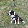 dog, animal, sitting, grass, outdoor, tree, panting, happy, pet, nature, canine, fur, black, white, brown, tail, daylight, field, leaves, collar