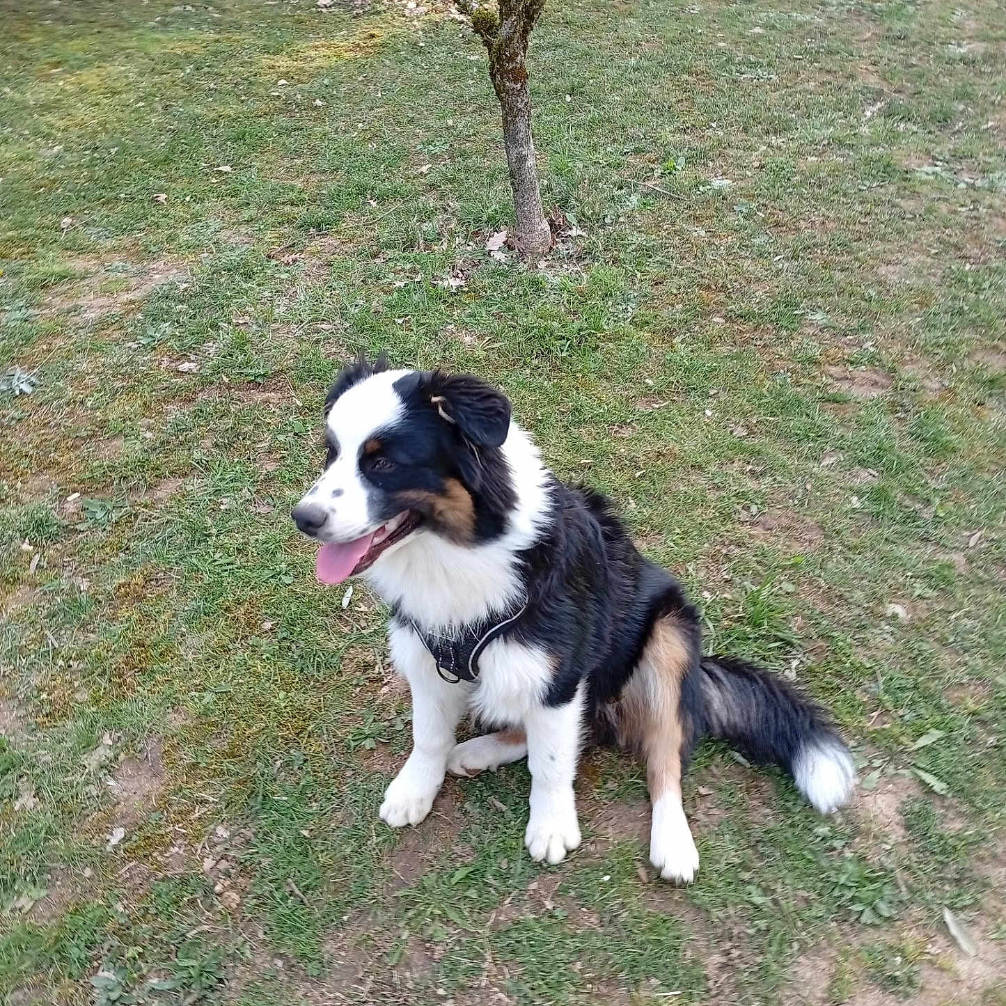 Arlo