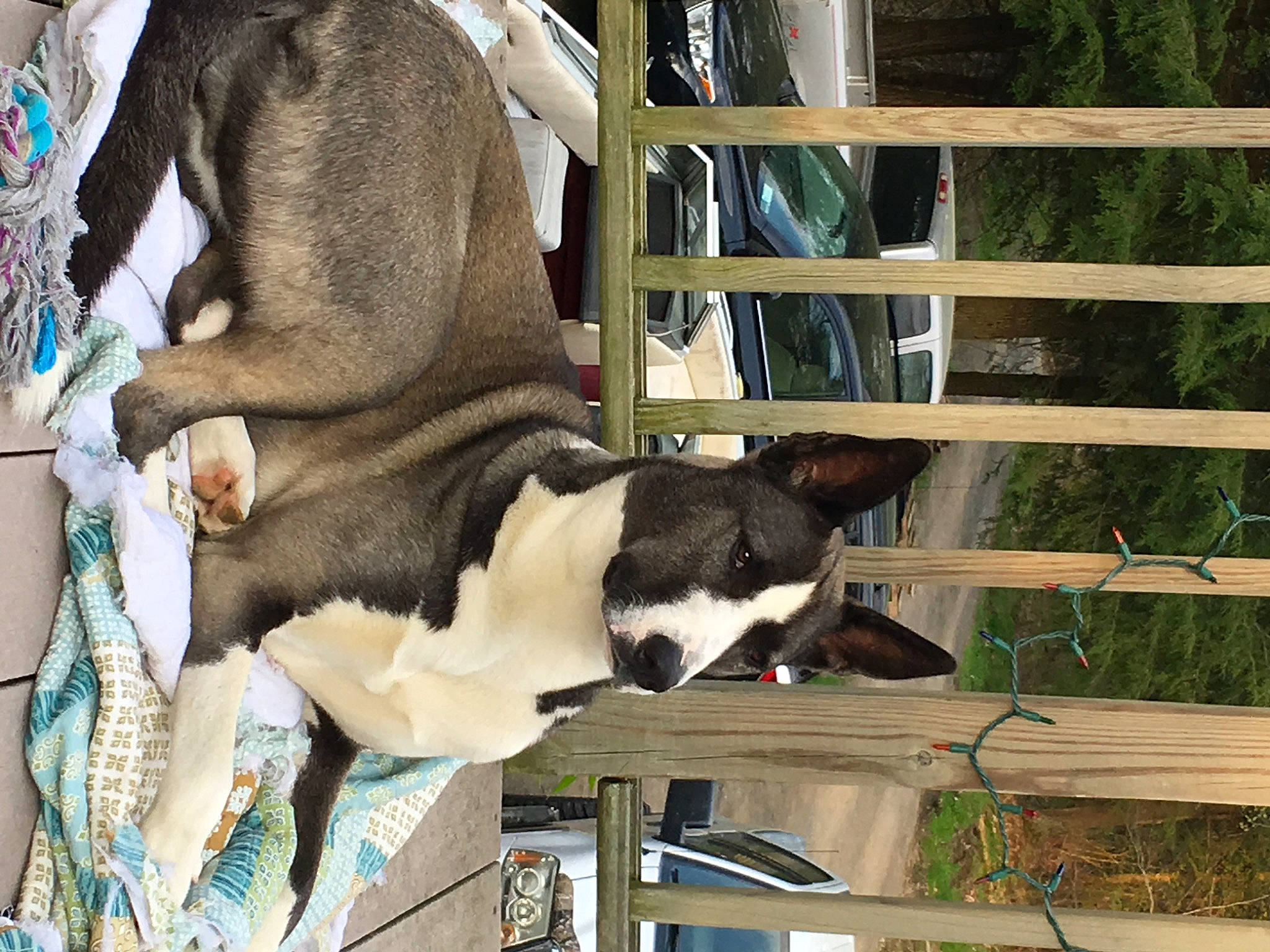 Becca joined the competition — help win amazing prizes! american_staffordshire_terrier, boston_terrier, canidae, carnivore, dog, dog_breed, fawn, non_sporting_group, sporting_group