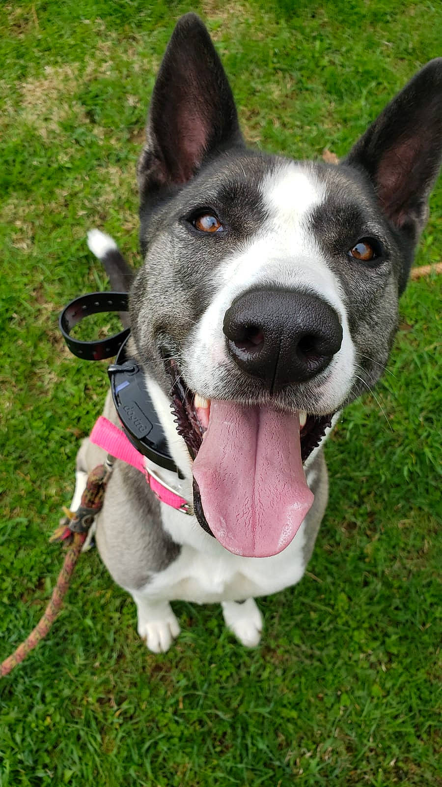 Becca is registered to the contest to win money with this photo: canidae, carnivore, collar, dog, dog_breed, dog_collar, mammal, mcnab, rare_breed_dog, snout, sporting_group, vertebrate