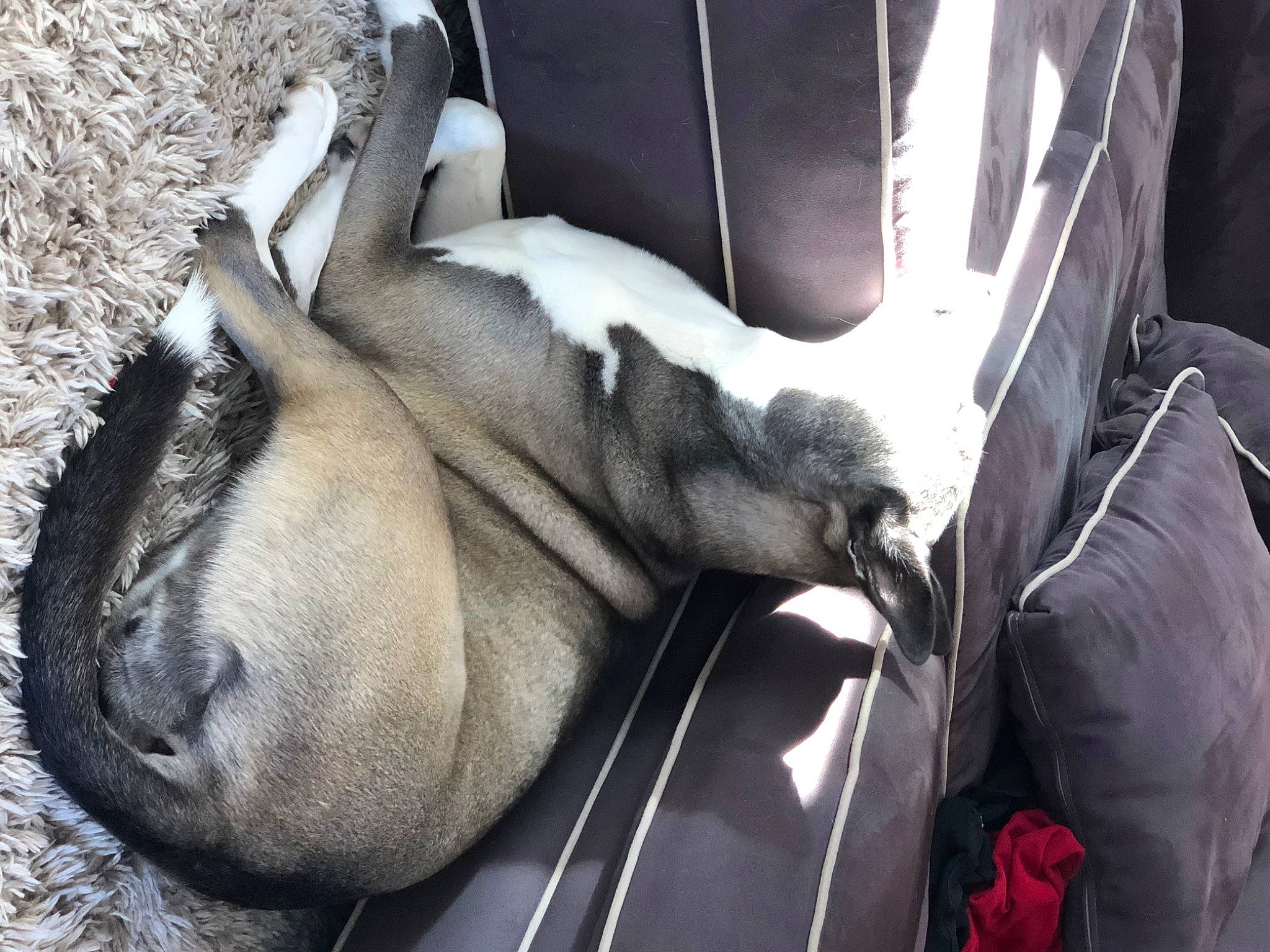 Becca joined the competition — help win amazing prizes! canidae, ear, fawn, nap, sleep, snout