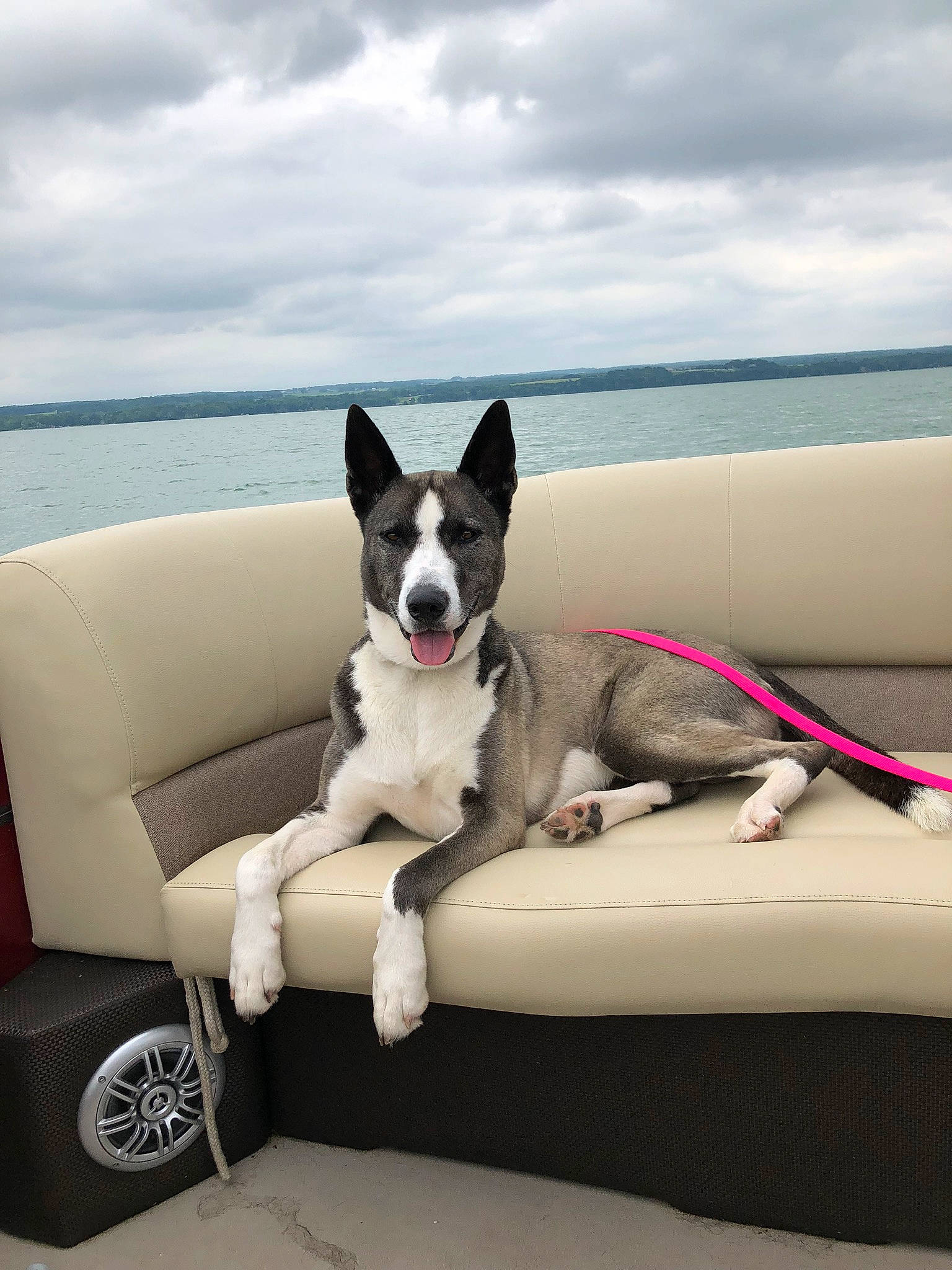 Becca joined the competition — help win amazing prizes! boston_terrier, canidae, carnivore, companion_dog, dog, dog_breed, mammal, rat_terrier