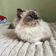 Trésor a rejoint le concours — aidez-le/la à gagner de superbes lots ! cat, blue_eyes, fluffy, feline, pet, close_up, indoor, cozy, blanket, soft_texture, whiskers, fur, resting, calm, domestic_animal, animal, mammal, cute, portrait, relaxed