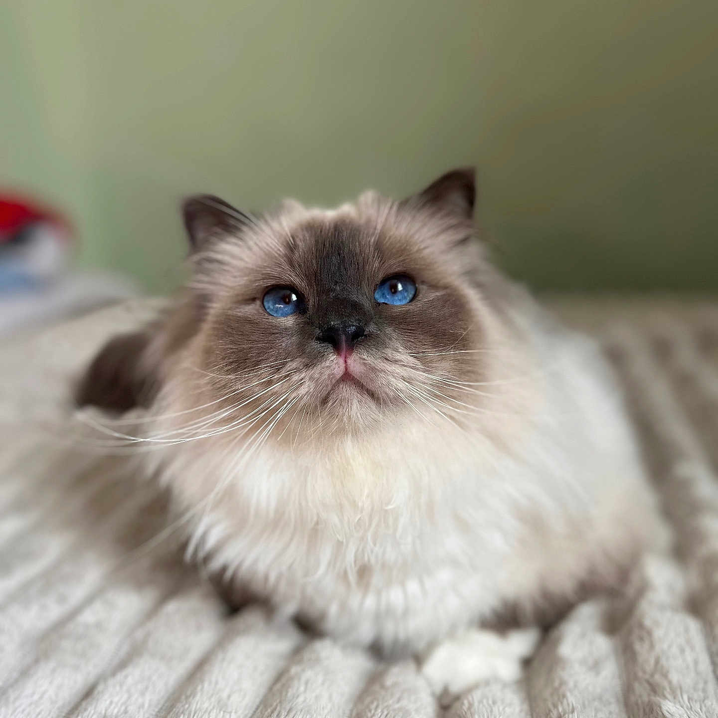 Trésor a rejoint le concours — aidez-le/la à gagner de superbes lots ! animal, bed, blanket, blue_eyes, cat, close_up, cute, domestic_animal, feline, fluffy, fur, indoor, looking_up, mammal, pet, portrait, relaxed, resting, soft_texture, whiskers