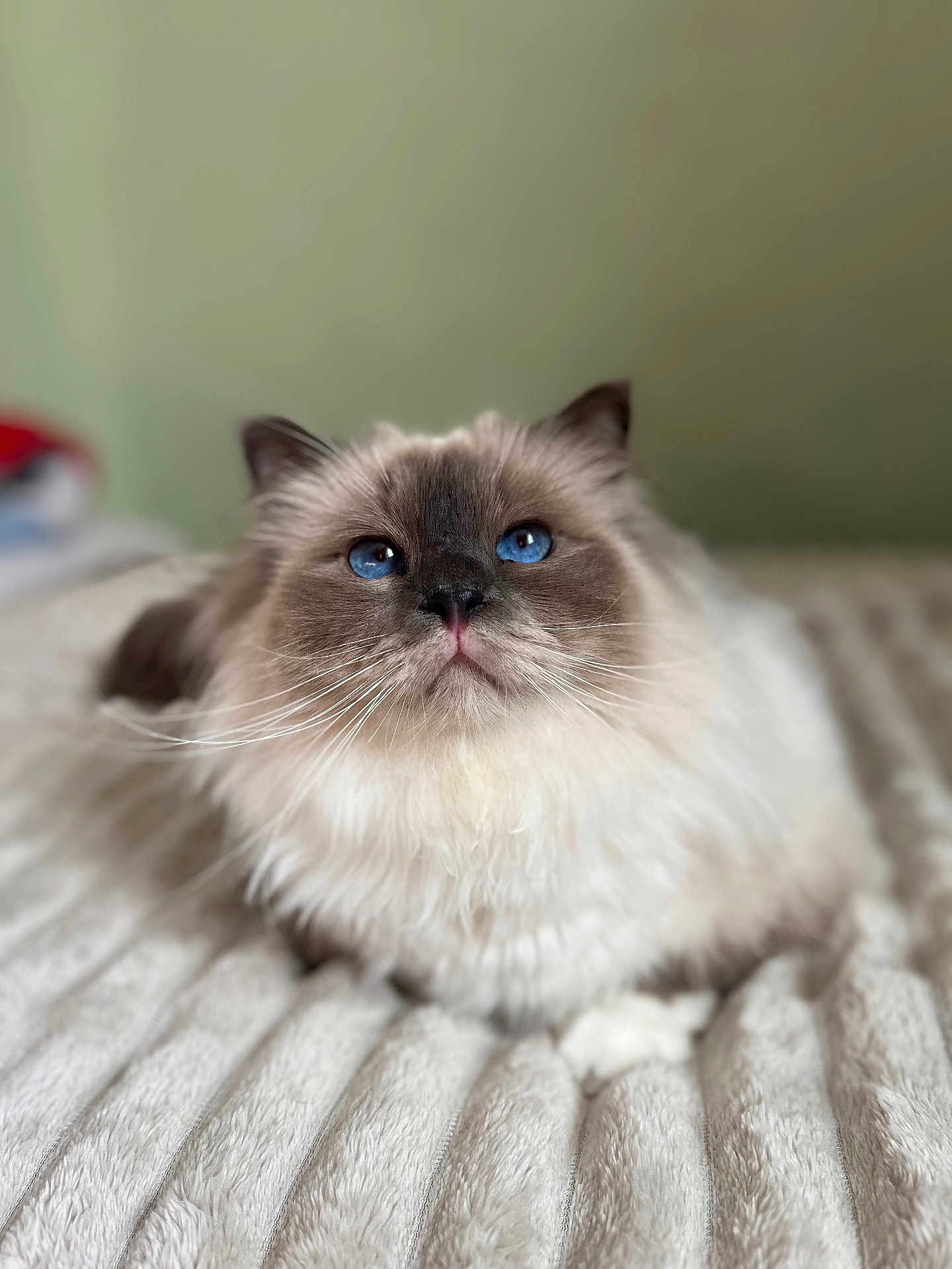 Trésor a rejoint le concours — aidez-le/la à gagner de superbes lots ! cat, blue_eyes, fluffy, fur, pet, animal, indoor, bed, blanket, resting, close_up, whiskers, cute, portrait, mammal, feline, soft_texture, relaxed, looking_up, domestic_animal