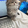 kitten, cat, fluffy, laptop, keyboard, indoor, pet, curious, furniture, blue_bag, technology, computer, domestic, young_cat, cute, whiskers, soft, home, tablet_screen, workstation