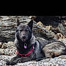 dog, animal, pet, outdoor, rocks, beach, gray, black, fur, harness, lying_down, canine, nature, closeup, portrait, calm, relaxed, wildlife, scenery, daylight