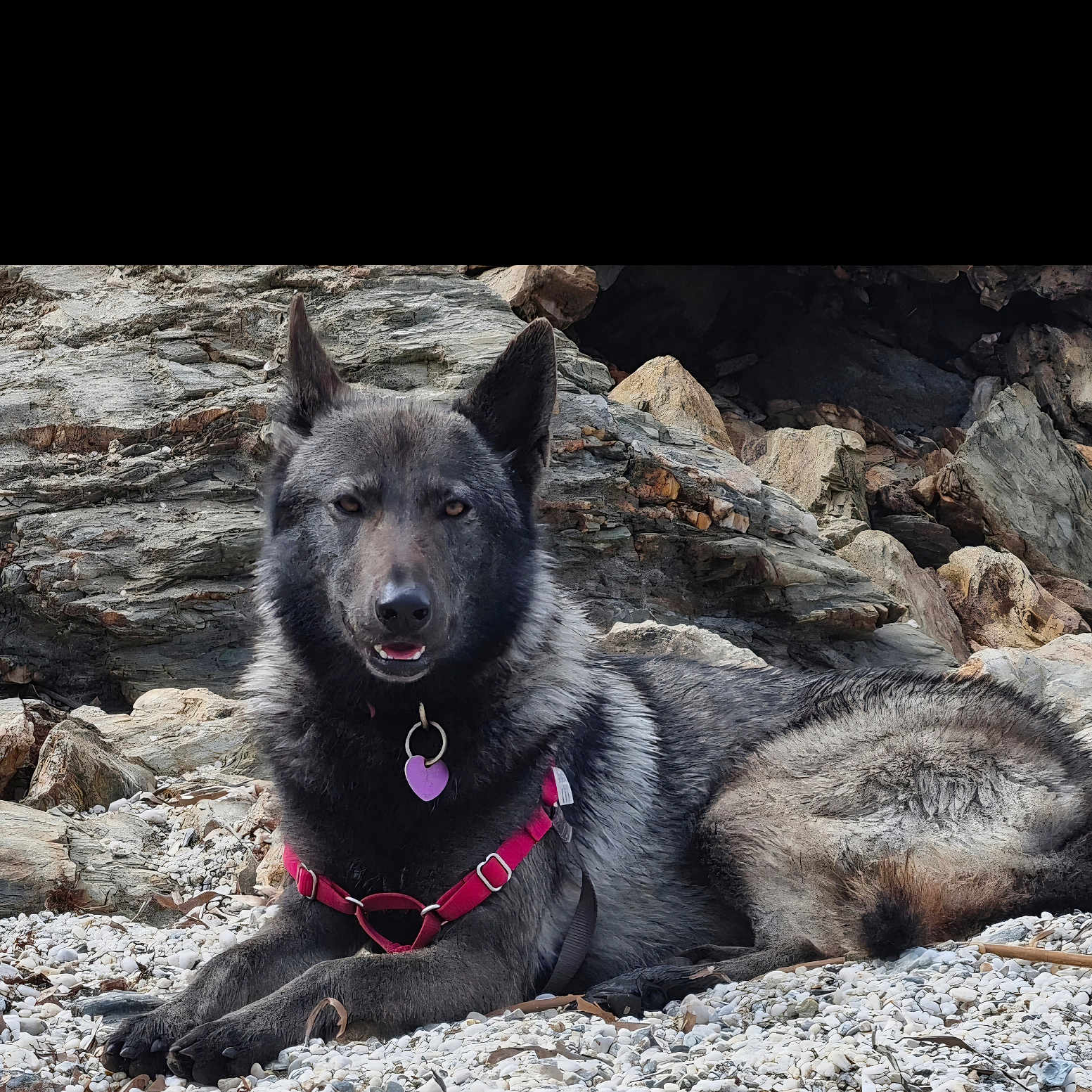 Bagheera