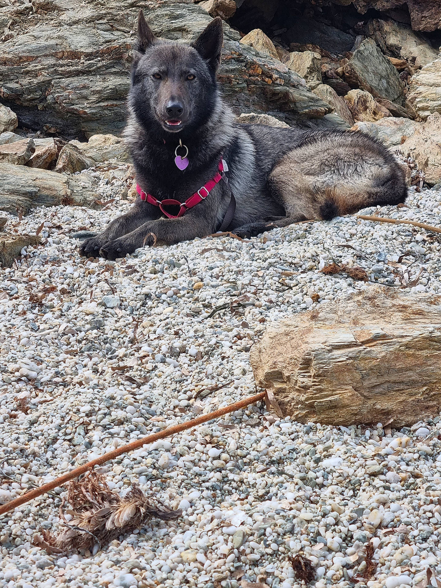 Bagheera a rejoint le concours — aidez-le/la à gagner de superbes lots ! alert, animal, beach, calm, canine, closeup, daylight, dog, fur, harness, landscape, lying_down, mammal, nature, outdoor, pebbles, pet, resting, rocks, wildlife