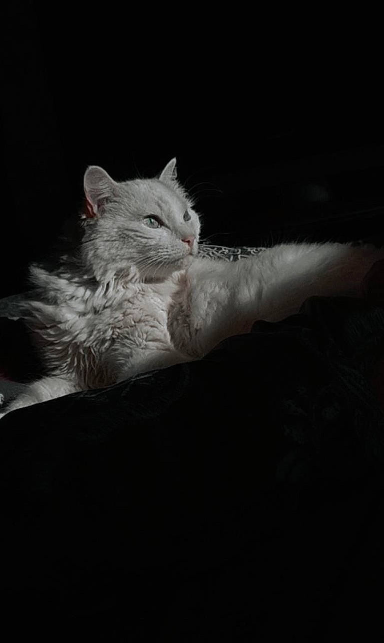 Suzy participe au concours pour gagner de l'argent avec cette photo : bed, carnivore, cat, claw, comfort, darkness, domestic_short_haired_cat, ear, felidae, fur, gesture, grey, monochrome, monochrome_photography, paw, small_to_medium_sized_cats, snout, tail, whiskers