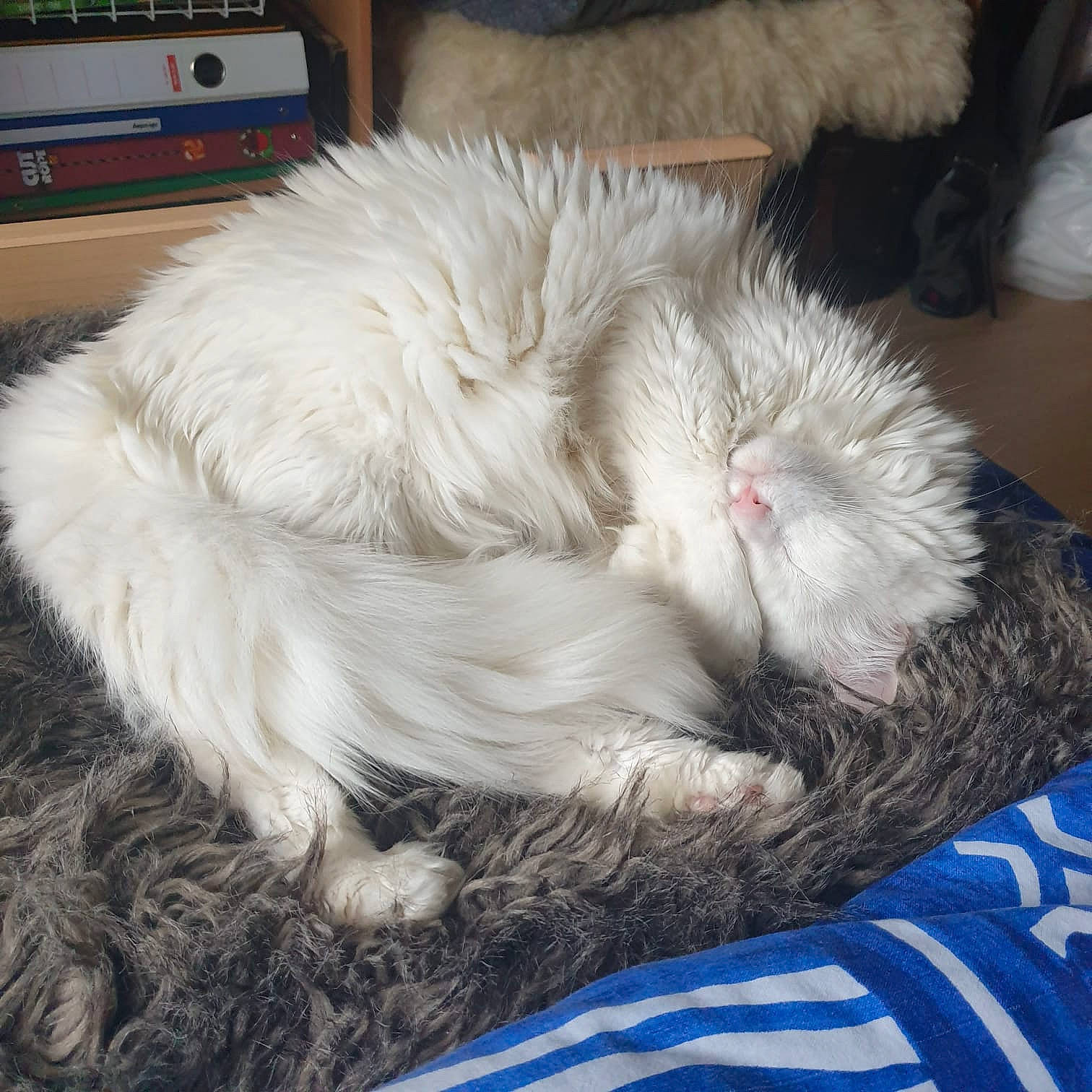 Suzy participe au concours pour gagner de l'argent avec cette photo : british_longhair, canidae, carnivore, cat, claw, comfort, companion_dog, dog_breed, fawn, felidae, fur, nap, natural_material, paw, small_to_medium_sized_cats, snout, tail, terrestrial_animal, whiskers