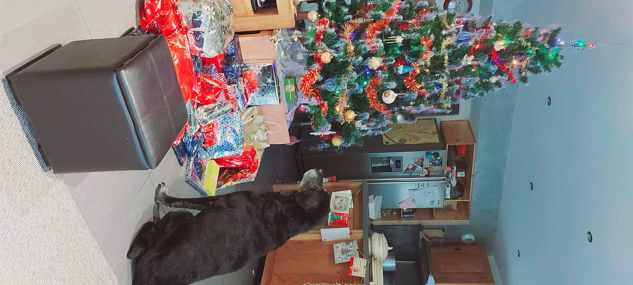 Coyotte a rejoint le concours — aidez-le/la à gagner de superbes lots ! christmas, christmas_decoration, christmas_eve, christmas_ornament, christmas_tree, conifer, event, holiday, holiday_ornament, home, house, houseplant, interior_design, living_room, ornament, plant, room, shelving, tree, wood