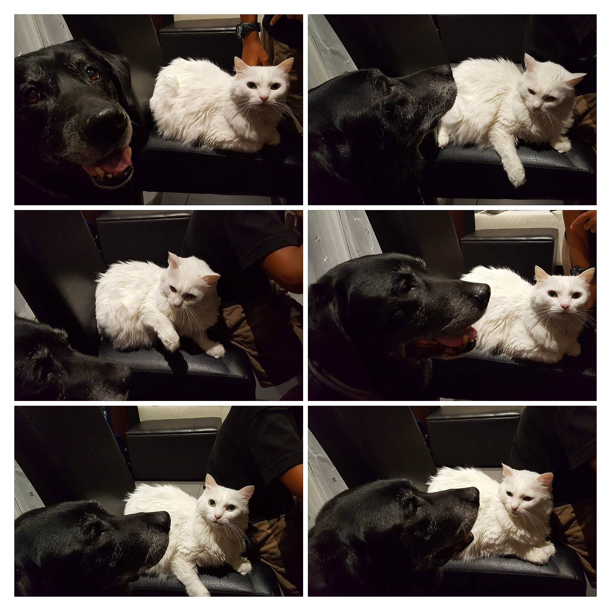 Coyotte a rejoint le concours — aidez-le/la à gagner de superbes lots ! beauty, black, black_and_white, carnivore, cat, collage, companion_dog, dog, dog_breed, flash_photography, light, line, mammal, monochrome_photography, photograph, snapshot, style, vertebrate, white, working_animal