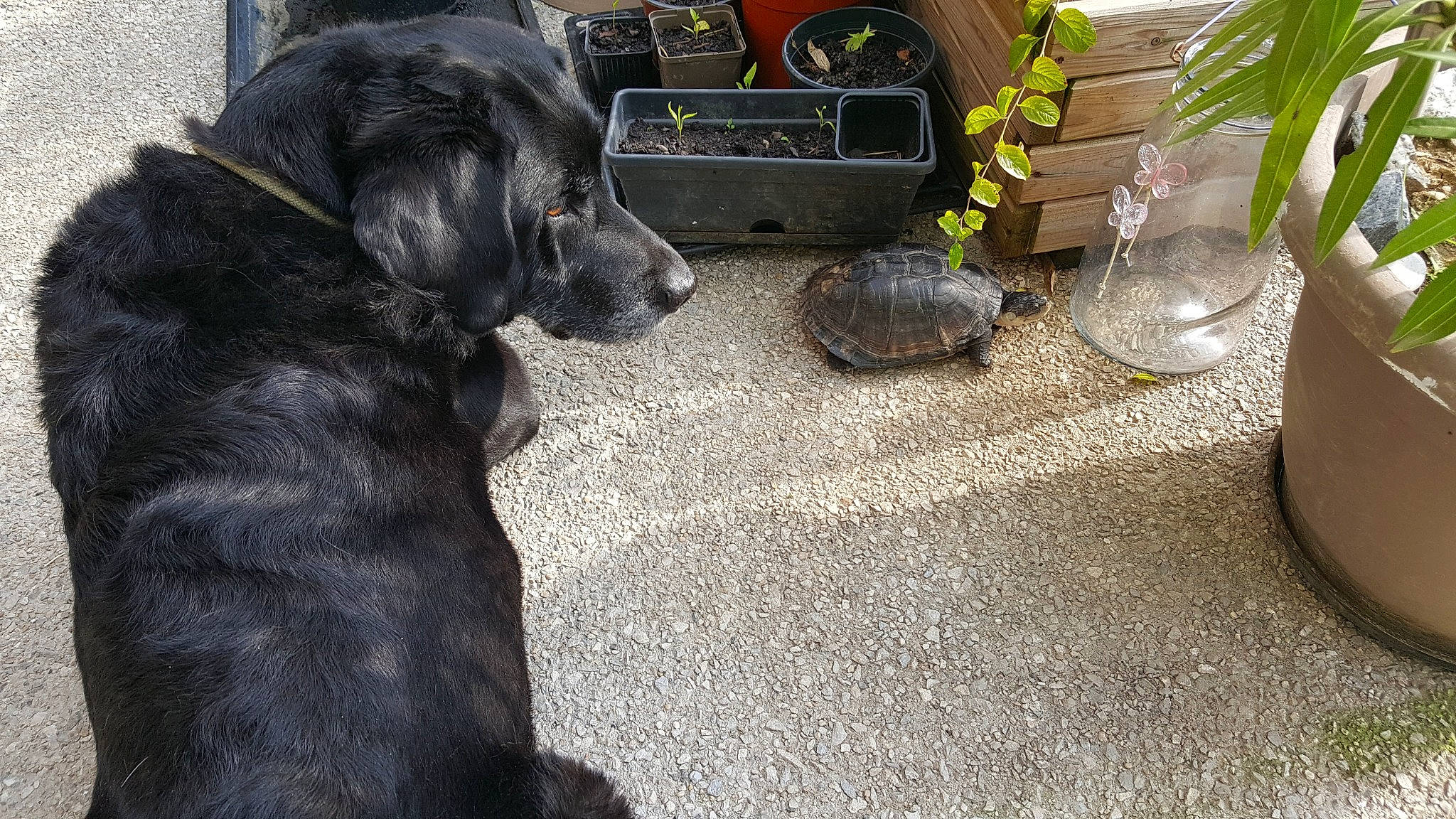 Coyotte a rejoint le concours — aidez-le/la à gagner de superbes lots ! automotive_tire, borador, bumper, carnivore, companion_dog, dog, dog_breed, dog_collar, flooring, flowerpot, fur, guard_dog, gun_dog, herb, houseplant, plant, tail, vase, wood, working_animal