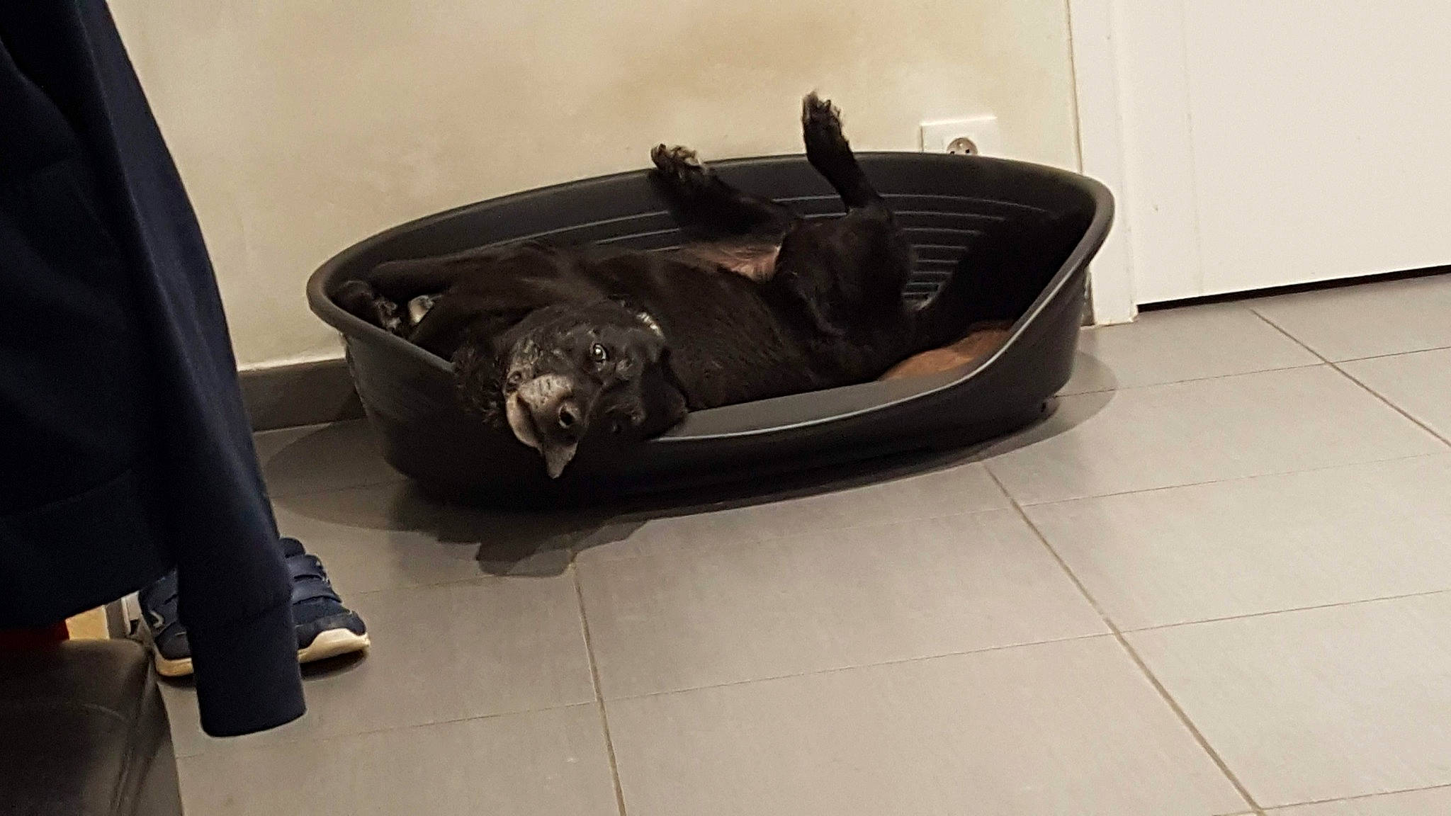 Coyotte a rejoint le concours — aidez-le/la à gagner de superbes lots ! automotive_design, automotive_exterior, bag, baggage, bumper, carnivore, comfort, composite_material, curtain, event, flooring, hardwood, luggage_and_bags, metal, pet_supply, recreation, rim, room