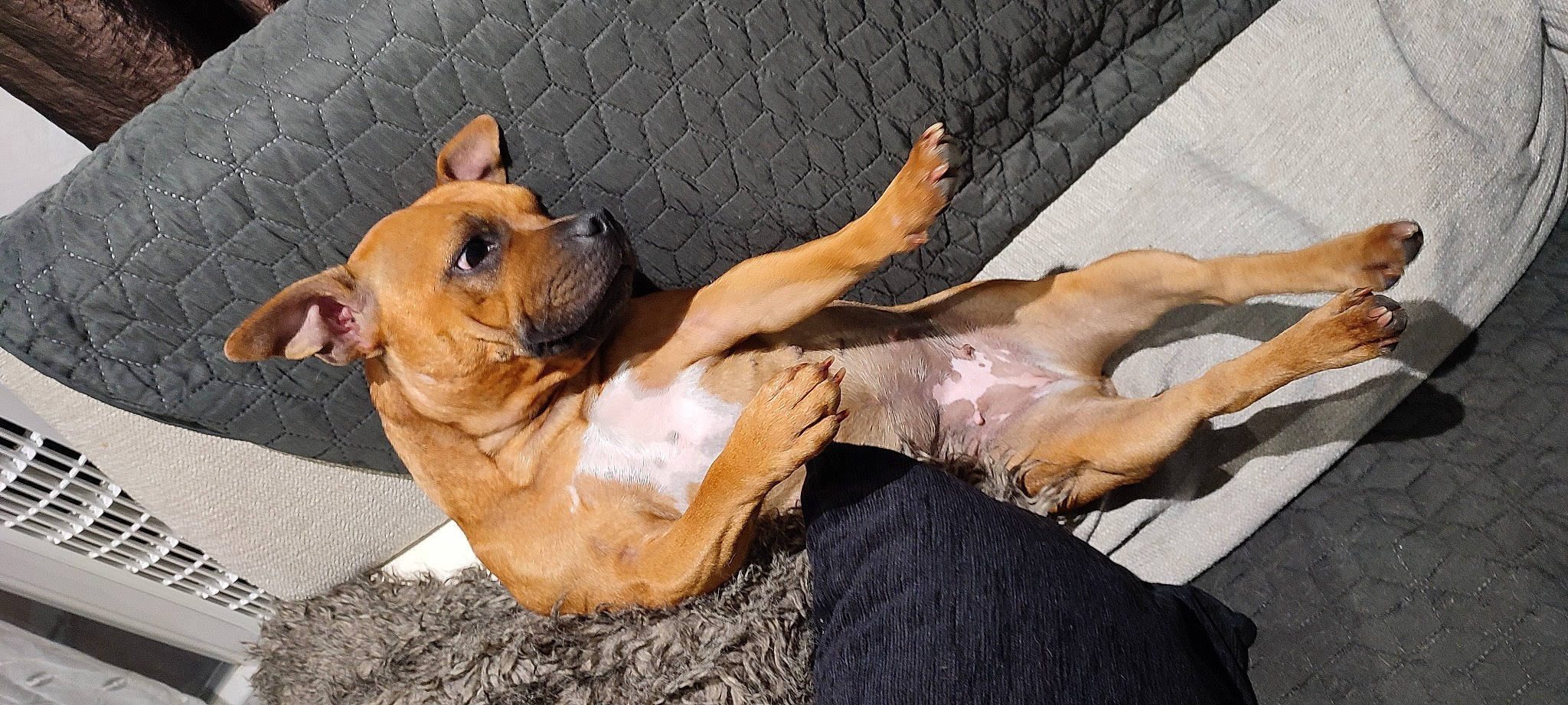 Suna a rejoint le concours — aidez-le/la à gagner de superbes lots ! ancient_dog_breeds, bulldog, canidae, carnivore, comfort, companion_dog, dog, dog_breed, dog_collar, fawn, guard_dog, molosser, paw, puppy, snout, sporting_group, toy_dog, working_animal, working_dog, wrinkle