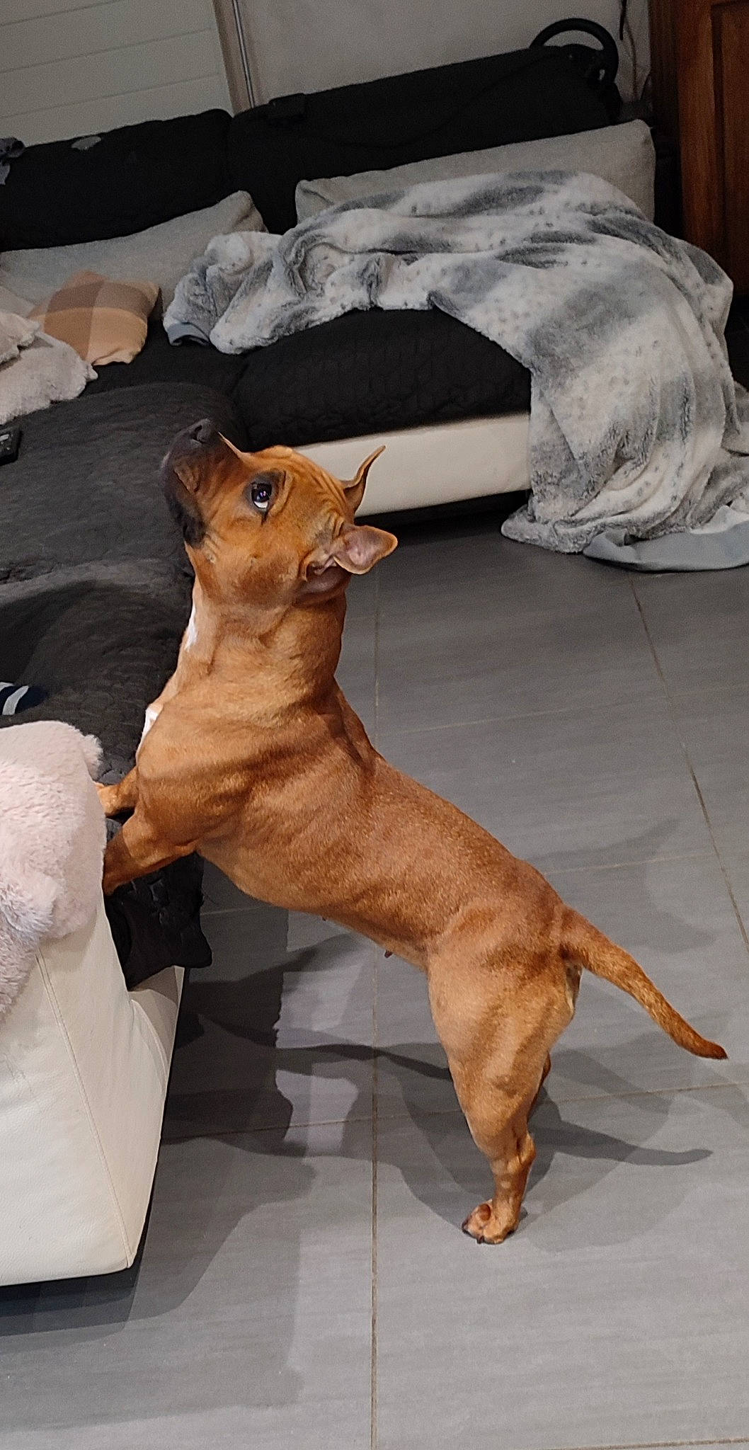 Suna participe au concours pour gagner de l'argent avec cette photo : canidae, carnivore, cat, claw, comfort, companion_dog, dog, dog_breed, fawn, felidae, fur, liver, paw, small_to_medium_sized_cats, snout, sporting_group, tail, terrestrial_animal, whiskers, wood