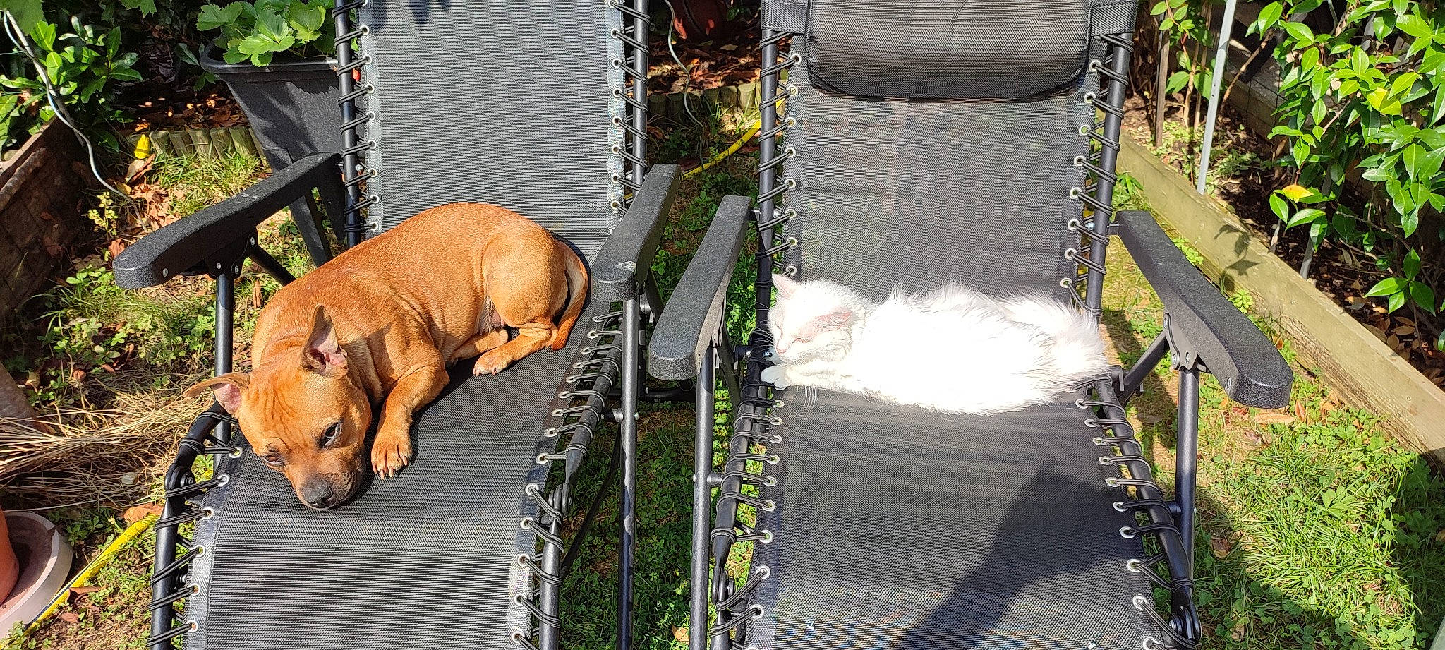 Suna participe au concours pour gagner de l'argent avec cette photo : asphalt, automotive_tire, companion_dog, dog, dog_breed, dog_supply, fawn, grass, guard_dog, mammal, metal, pet_supply, plant, road, road_surface, sidewalk, sporting_group, tail, working_animal, working_dog