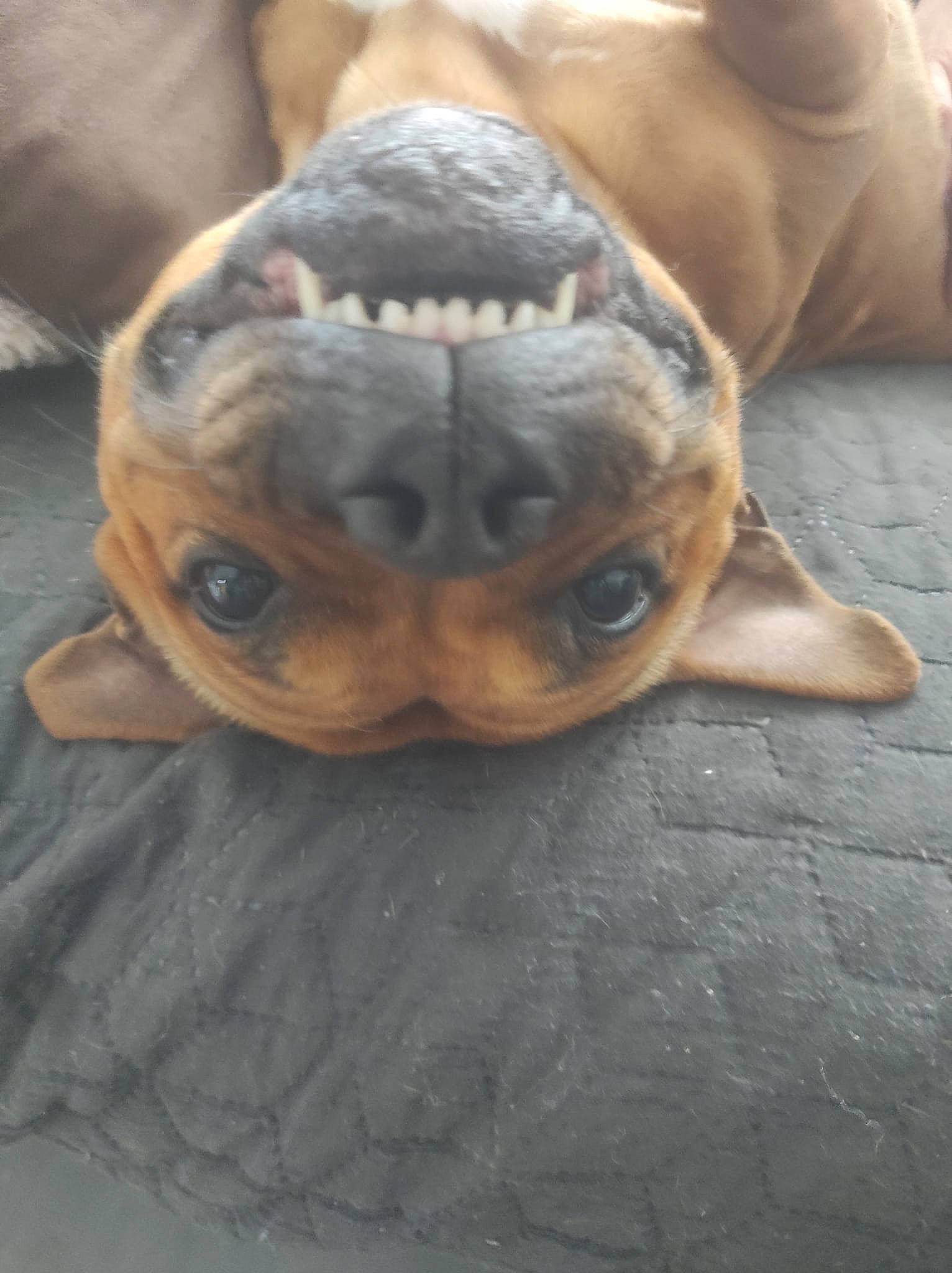 Suna a rejoint le concours — aidez-le/la à gagner de superbes lots ! canidae, carnivore, comfort, companion_dog, dog, dog_breed, ear, eye, fawn, flooring, head, paw, snout, sporting_group, terrestrial_animal, toy_dog, whiskers, wood, working_animal, wrinkle