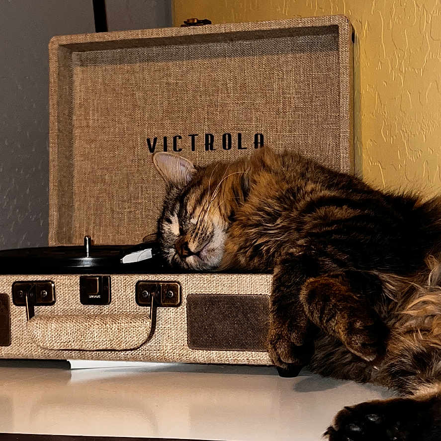 Jaspurr joined the competition — help win amazing prizes! animal, bag, baggage, box, briefcase, cat, computer, couch, electronics, firearm, furniture, hardwood, kitten, laptop, manx, pc, pet, suitcase, weapon, wood