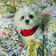 Brea joined the competition — help win amazing prizes! dog, white_dog, fluffy, bandana, red_bandana, bed, blanket, quilt, floral_pattern, cozy, pet, animal, cute, small_dog, indoors, portrait, snuggle, comfort, fur, companion
