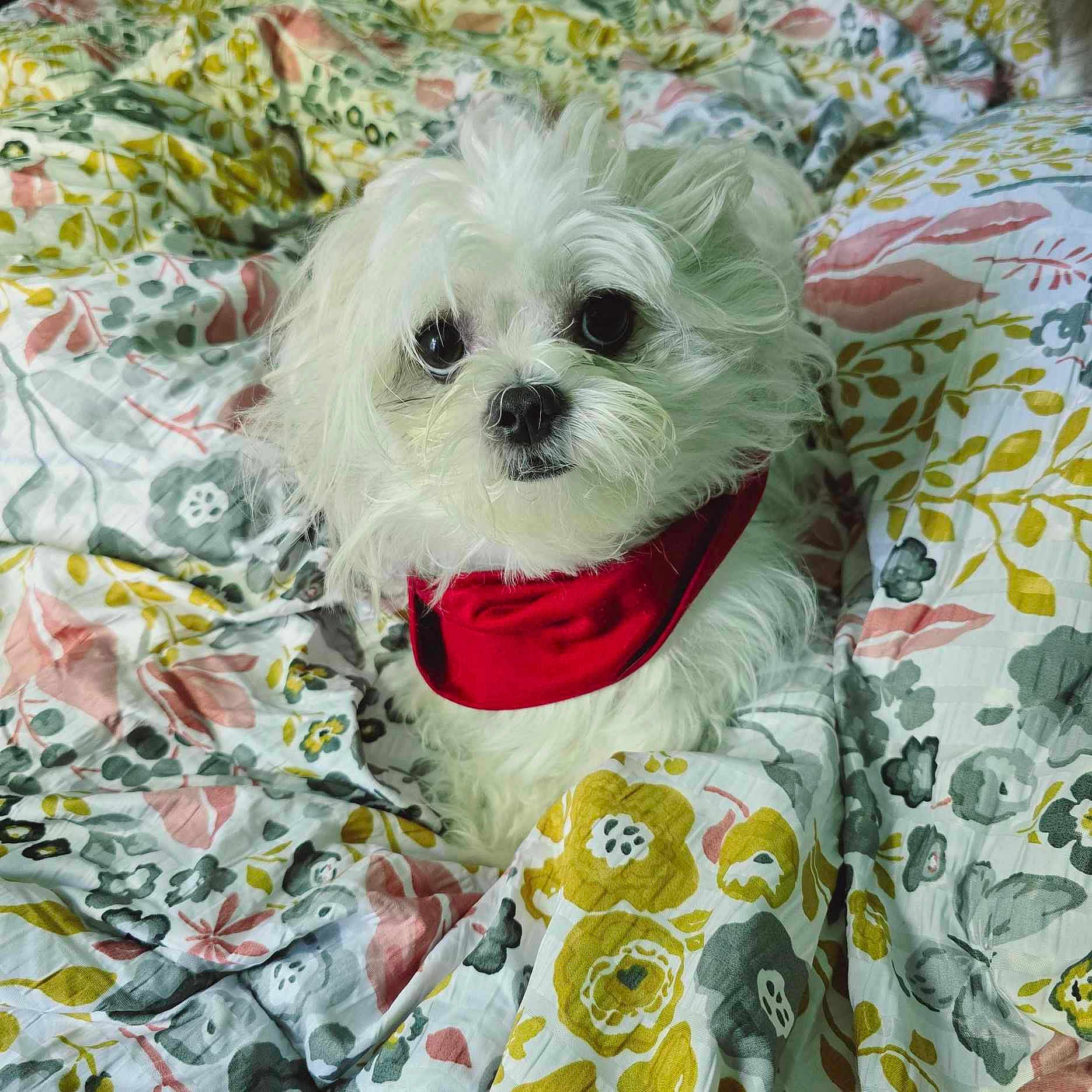 Brea joined the competition — help win amazing prizes! dog, white_dog, fluffy, bandana, red_bandana, bed, blanket, quilt, floral_pattern, cozy, pet, animal, cute, small_dog, indoors, portrait, snuggle, comfort, fur, companion