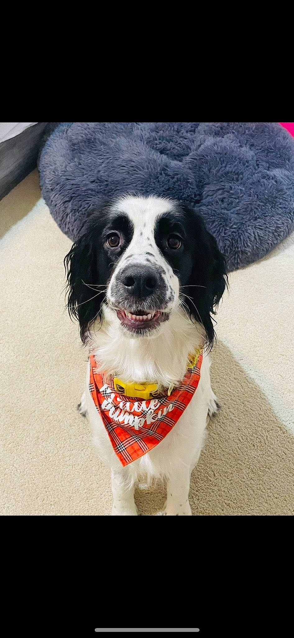 Rosie joined the competition — help win amazing prizes! bowl, carnivore, circle, collar, companion_dog, dog, dog_breed, dog_collar, dog_supply, fur, snout, sporting_group, whiskers, working_animal, working_dog