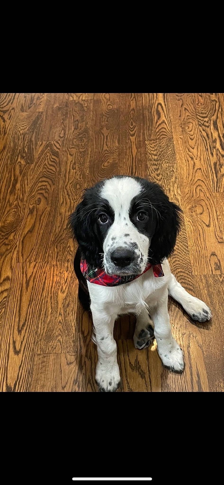 Rosie is registered to the contest to win money with this photo: canidae, carnivore, chair, collar, companion_dog, dog, dog_breed, dog_collar, fur, gun_dog, non_sporting_group, puppy, snout, spaniel, sporting_group, toy_dog, whiskers, wood, working_animal, working_dog