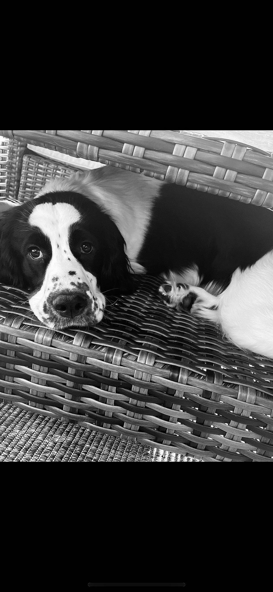 Rosie is registered to the contest to win money with this photo: animal_shelter, black_and_white, cage, canidae, carnivore, comfort, companion_dog, dog, dog_breed, dog_supply, fur, monochrome, monochrome_photography, pet_supply, snout, sporting_group, style, terrestrial_animal, whiskers, working_animal