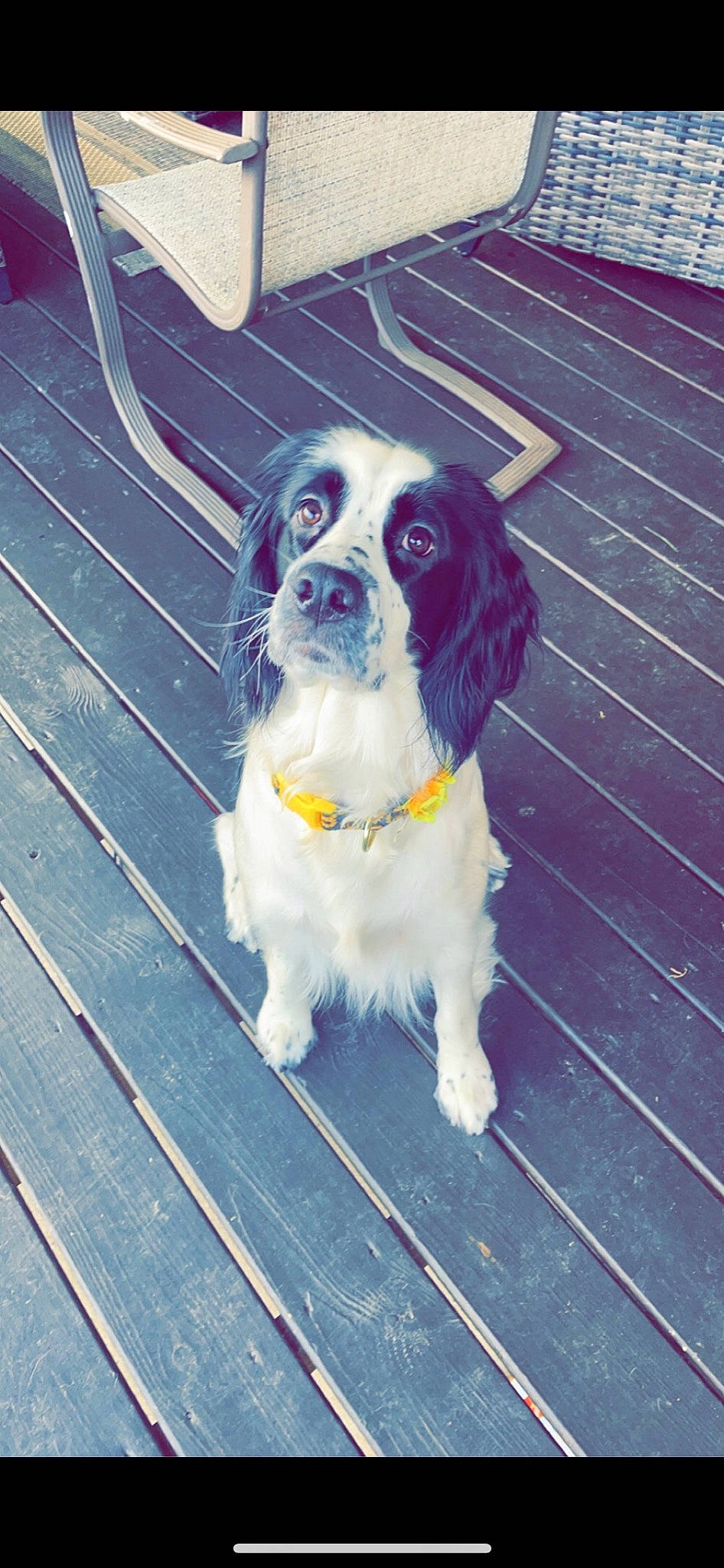 Rosie is registered to the contest to win money with this photo: canidae, carnivore, cavalier_king_charles_spaniel, companion_dog, dog, dog_breed, dog_supply, fawn, fur, gun_dog, king_charles_spaniel, porch, snout, spaniel, sporting_group, tail, toy_dog, whiskers, wood, working_animal