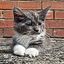 Kiwi joined the competition — help win amazing prizes! kitten, cat, gray_cat, white_paws, whiskers, outdoor, brick_wall, texture, fur, pet, animal, cute, young_cat, resting, closeup, portrait, feline, sunlight, ears, ground