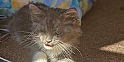 Kiwi is registered to the contest to win money with this photo: kitten, cat, gray, white, fur, whiskers, sunlight, carpet, indoor, pet, animal, cute, cozy, blanket, background, soft, relaxed, paw, feline, domestic