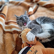 Kiwi is registered to the contest to win money with this photo: cat, gray_cat, white_paws, stuffed_toy, plush_toy, blanket, patterned_blanket, indoor, pet, playful, fur, whiskers, claws, paw, close_up, animal, cute, cozy, resting, expression