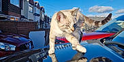 Ice is registered to the contest to win money with this photo: cat, reflection, car, roof, suburban, houses, blue_sky, outdoor, daylight, animal, pet, walking, curious, feline, collar, tail, window, brick_wall, sunlight, clear_sky