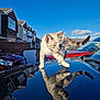 cat, reflection, car, roof, suburban, houses, blue_sky, outdoor, daylight, animal, pet, walking, curious, feline, collar, tail, window, brick_wall, sunlight, clear_sky