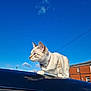 Ice is registered to the contest to win money with this photo: cat, animal, pet, outdoor, sky, blue_sky, cloud, car, roof, building, brick_building, collar, side_view, daylight, feline, domestic_animal, curious, striped, white, cream