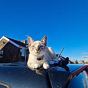 Ice is registered to the contest to win money with this photo: cat, animal, pet, car, roof, outdoor, blue_sky, sunlight, house, suburban, whiskers, collar, fur, tail, daytime, reflection, window, antenna, quiet, relaxed