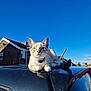 cat, animal, pet, car, roof, outdoor, blue_sky, sunlight, house, suburban, whiskers, collar, fur, tail, daytime, reflection, window, antenna, quiet, relaxed
