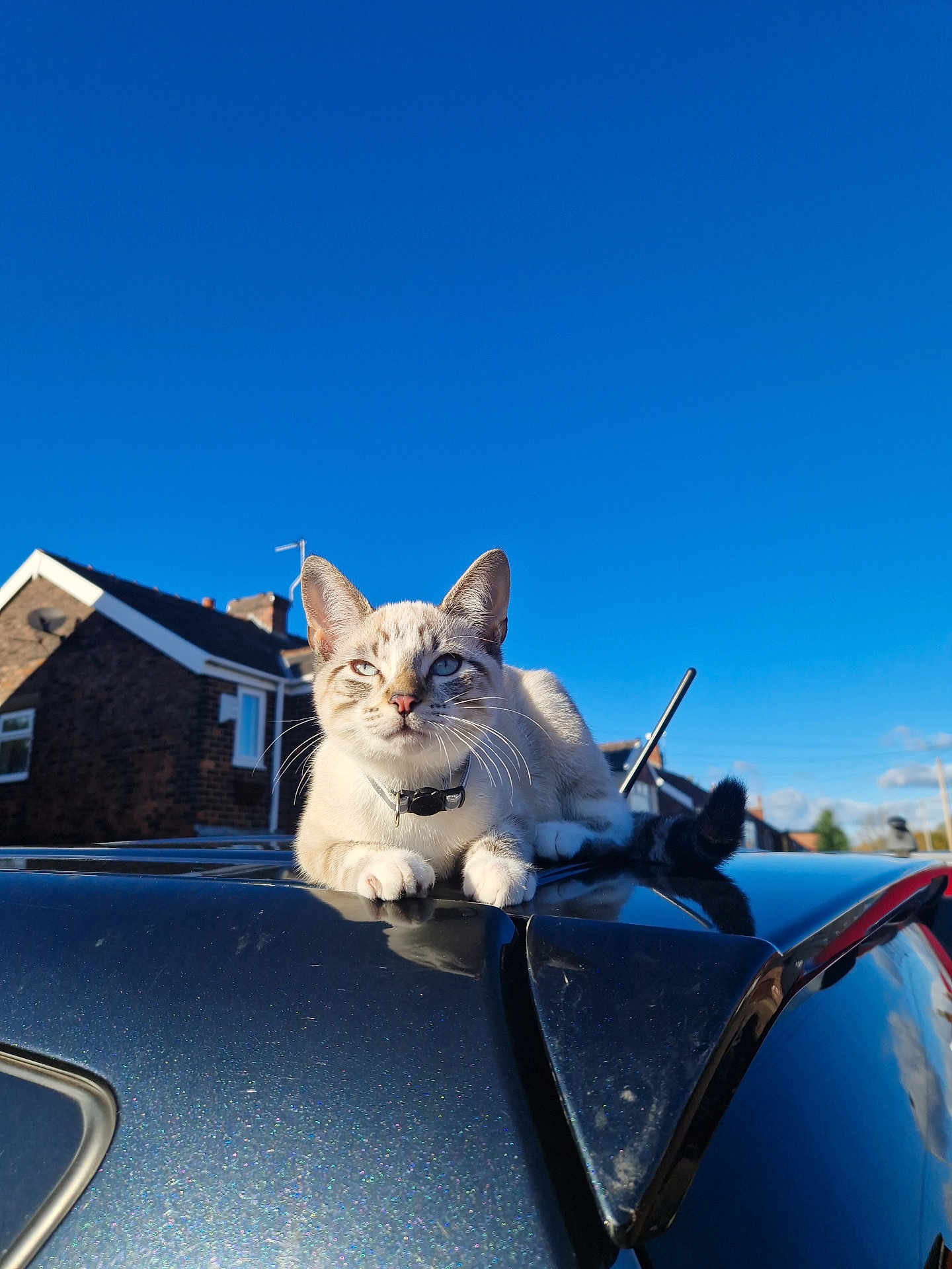 Ice is registered to the contest to win money with this photo: cat, animal, pet, car, roof, outdoor, blue_sky, sunlight, house, suburban, whiskers, collar, fur, tail, daytime, reflection, window, antenna, quiet, relaxed