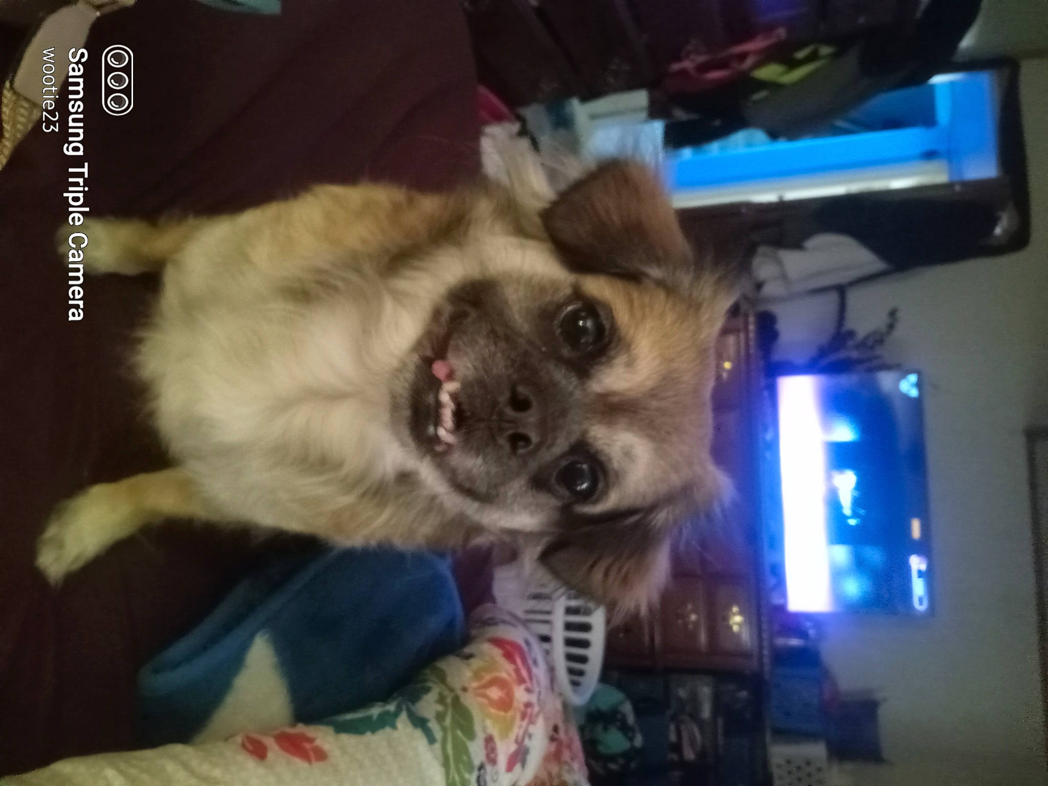 Koko joined the competition — help win amazing prizes! canidae, carnivore, companion_dog, dog, dog_breed, dog_supply, fawn, fur, non_sporting_group, puppy, snout, sporting_group, toy_dog, whiskers, working_animal