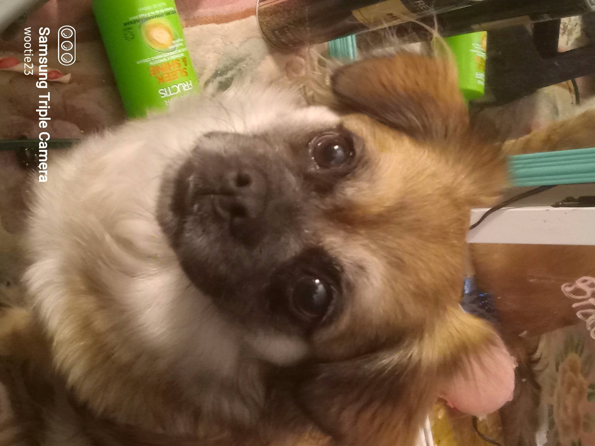 Koko joined the competition — help win amazing prizes! ancient_dog_breeds, canidae, carnivore, companion_dog, dog, dog_breed, fawn, fur, german_spitz, german_spitz_klein, liver, non_sporting_group, plastic_bottle, snout, sporting_group, terrestrial_animal, toy_dog, whiskers, working_animal