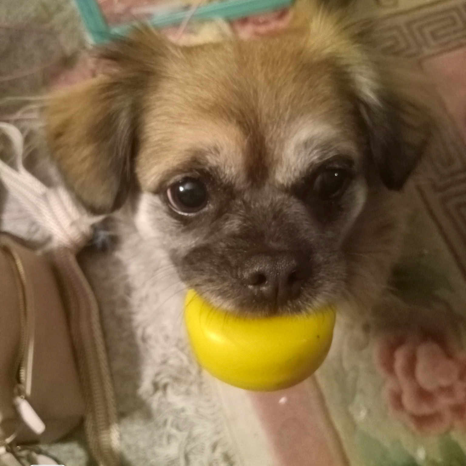 Koko