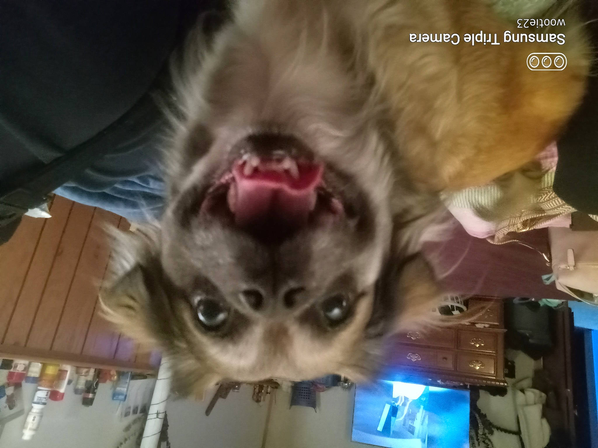Koko is registered to the contest to win money with this photo: canidae, carnivore, companion_dog, dog, dog_breed, ear, fang, fawn, felidae, fun, fur, gesture, jaw, liver, small_to_medium_sized_cats, snout, sporting_group, toy_dog, whiskers, working_animal