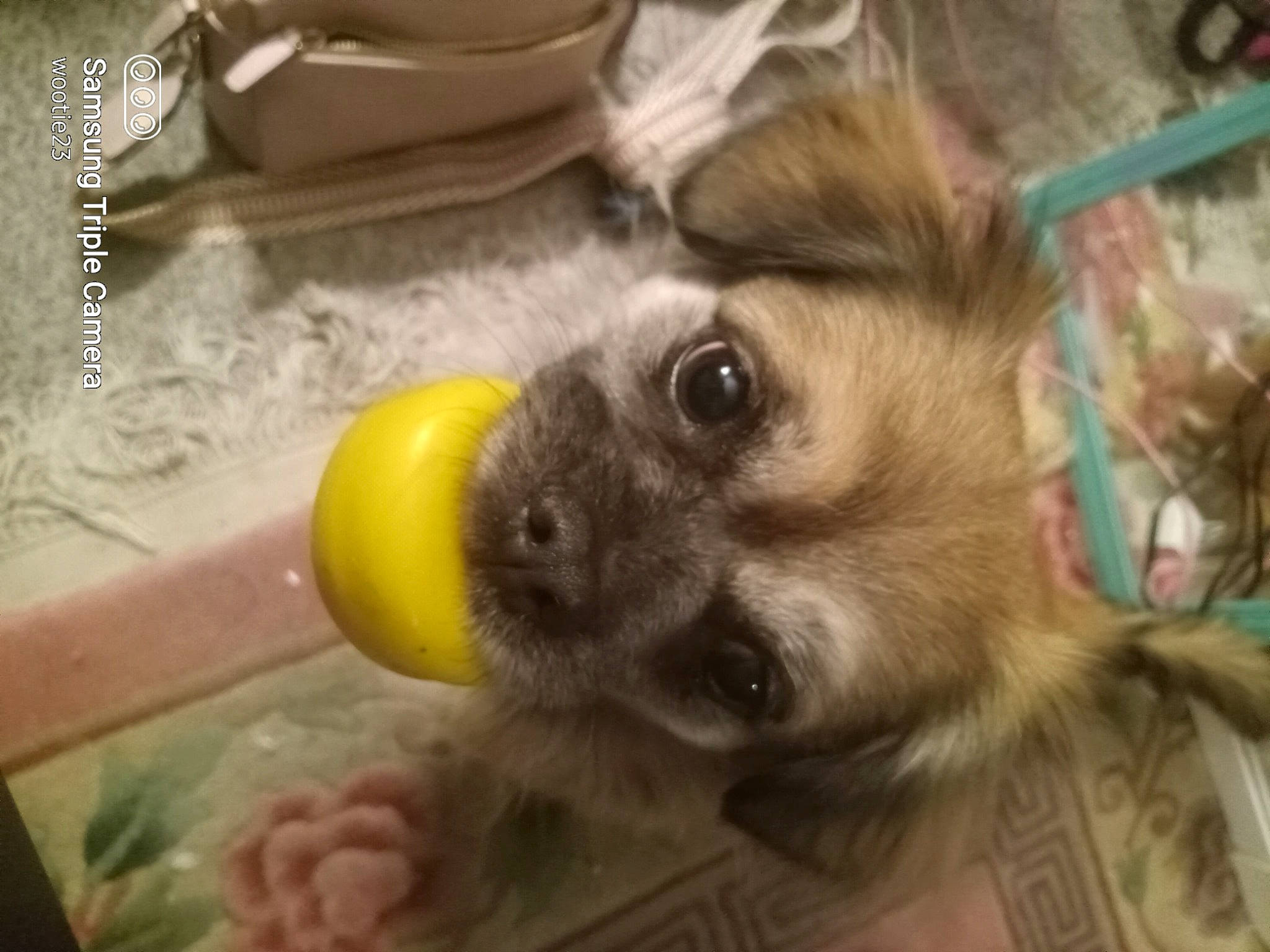 Koko is registered to the contest to win money with this photo: canidae, carnivore, claw, companion_dog, dog, dog_breed, fawn, fur, paw, serveware, snout, tableware, terrestrial_animal, toy_dog, whiskers, wildlife