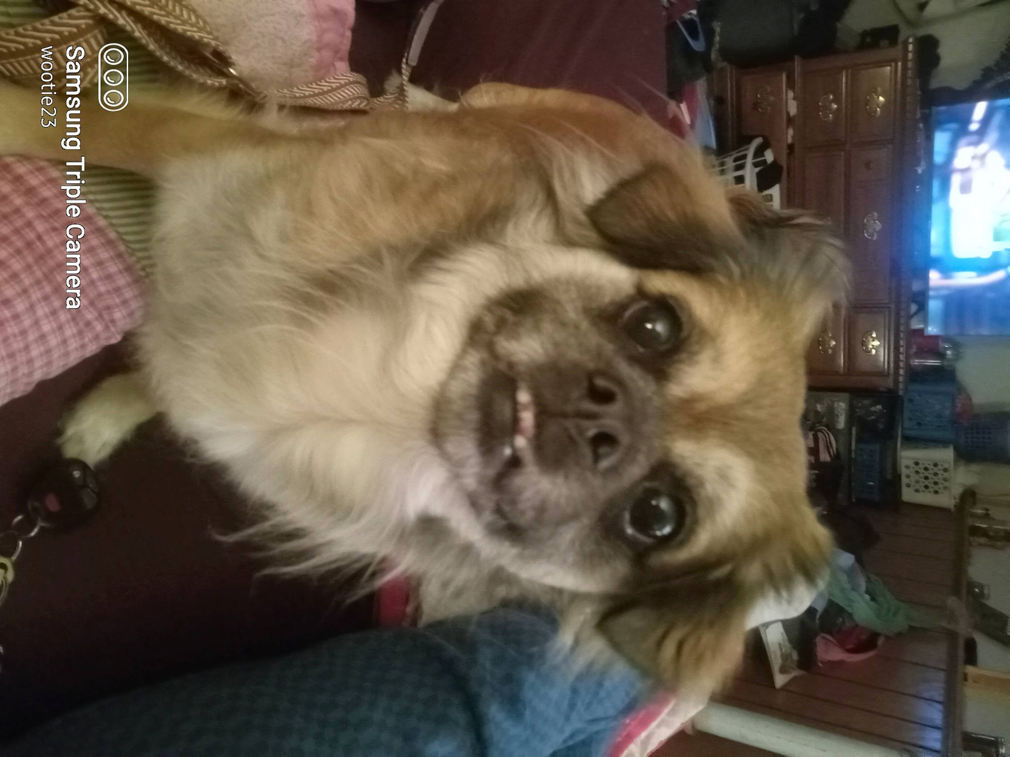 Koko joined the competition — help win amazing prizes! canidae, carnivore, companion_dog, dog, dog_breed, fawn, felidae, fur, german_spitz, liver, paw, pomeranian, snout, spitz, sporting_group, tail, television, toy_dog, whiskers, working_animal