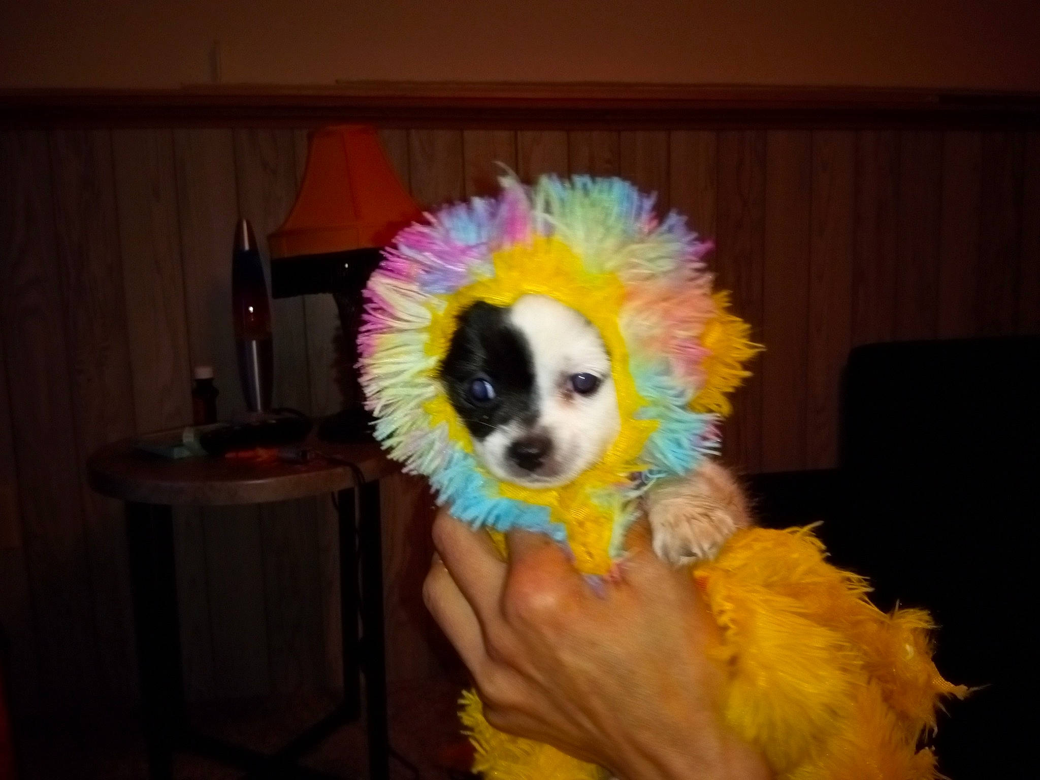 Patches joined the competition — help win amazing prizes! canidae, carnivore, companion_dog, dog, dog_breed, dog_supply, event, feather, fur, natural_material, non_sporting_group, sporting_group, tail, toy_dog