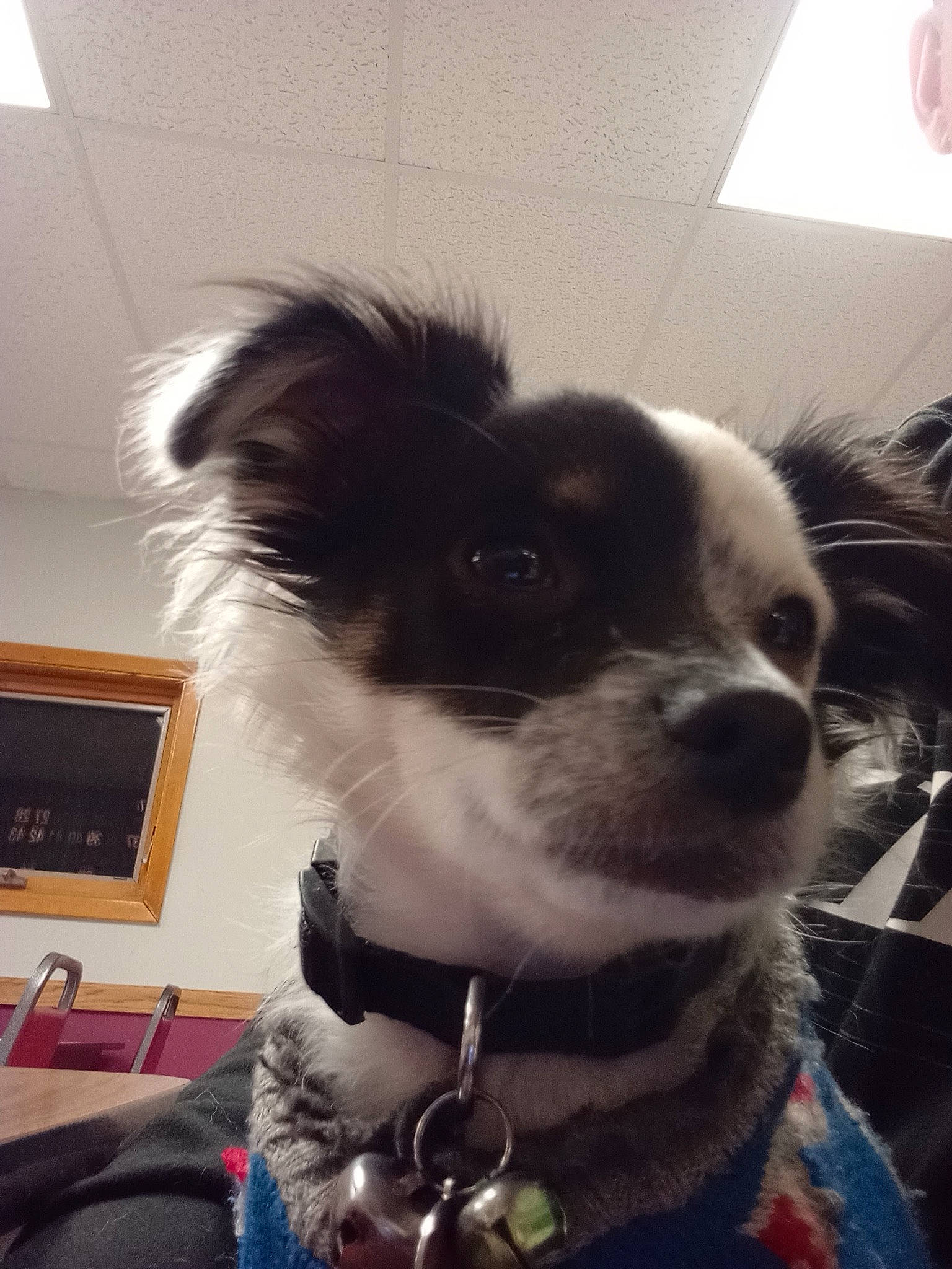 Patches is registered to the contest to win money with this photo: canidae, carnivore, collar, companion_dog, dog, dog_breed, dog_collar, dog_supply, ear, eyewear, fur, leash, non_sporting_group, pet_supply, picture_frame, snout, sporting_group, toy_dog, whiskers, working_animal